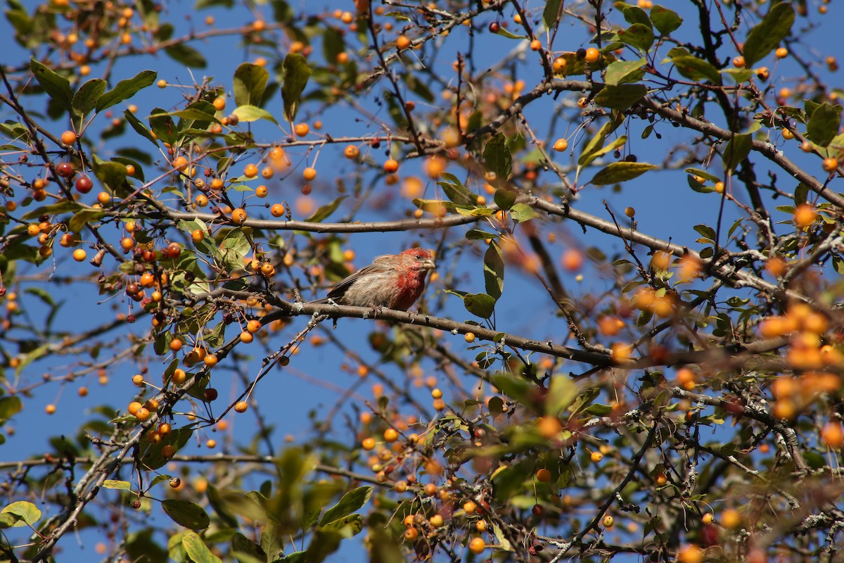 House Finch - ML643893858
