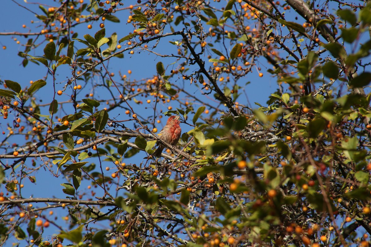 House Finch - ML643893859