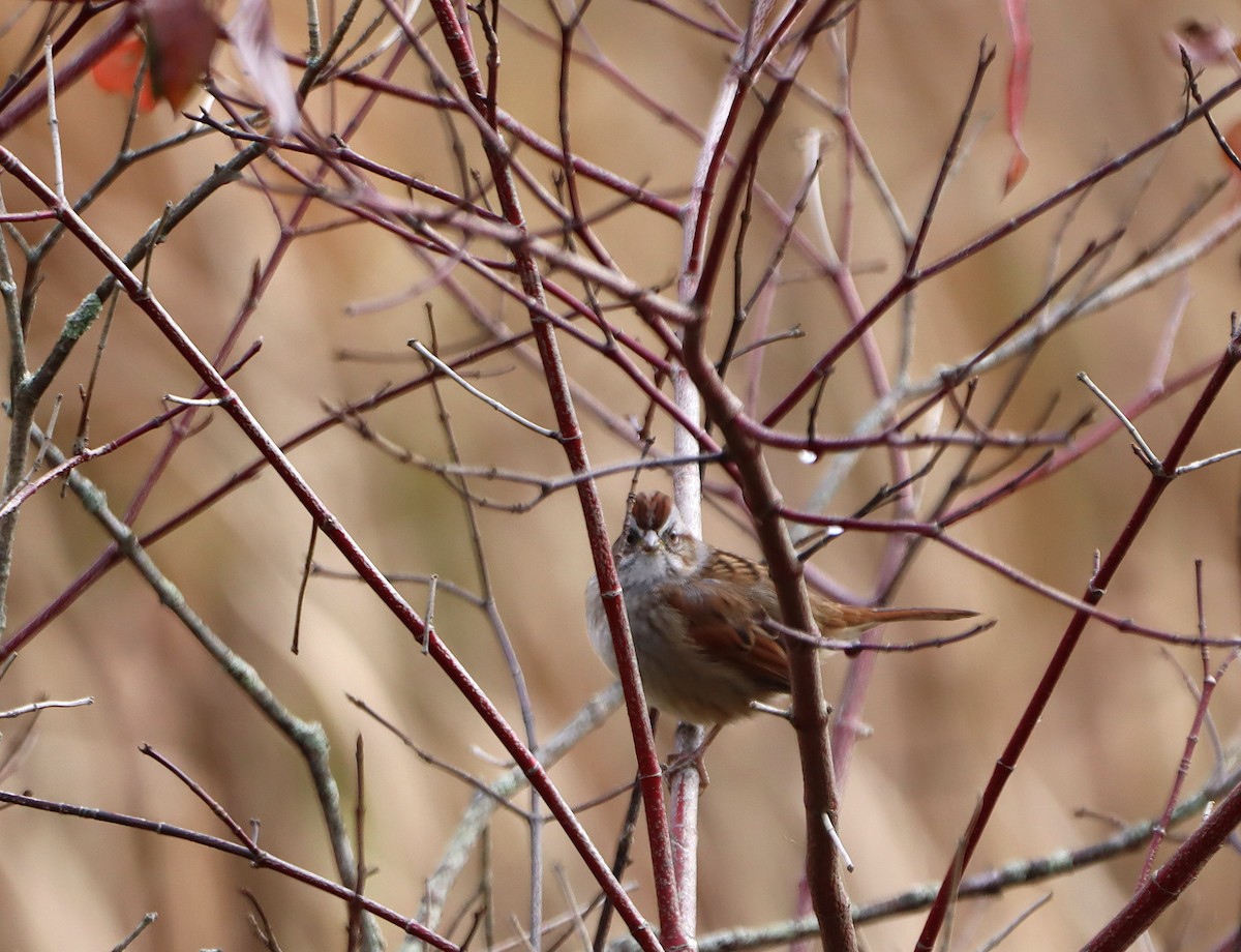 ヌマウタスズメ - ML643893861