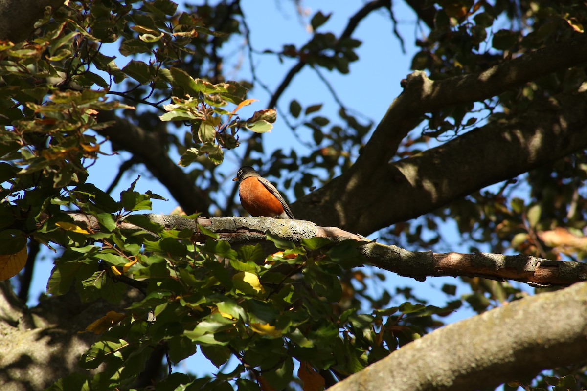 American Robin - ML643893867
