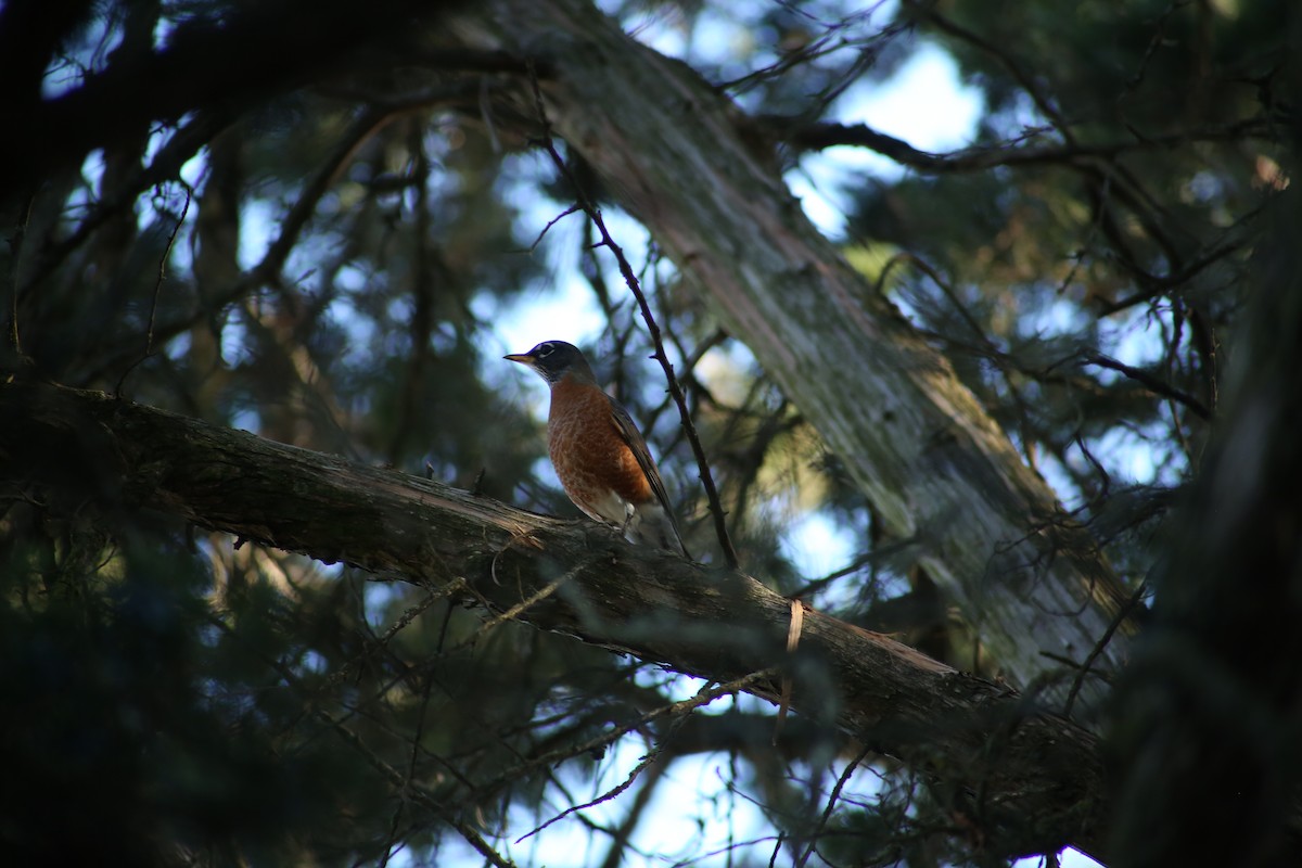 American Robin - ML643893868