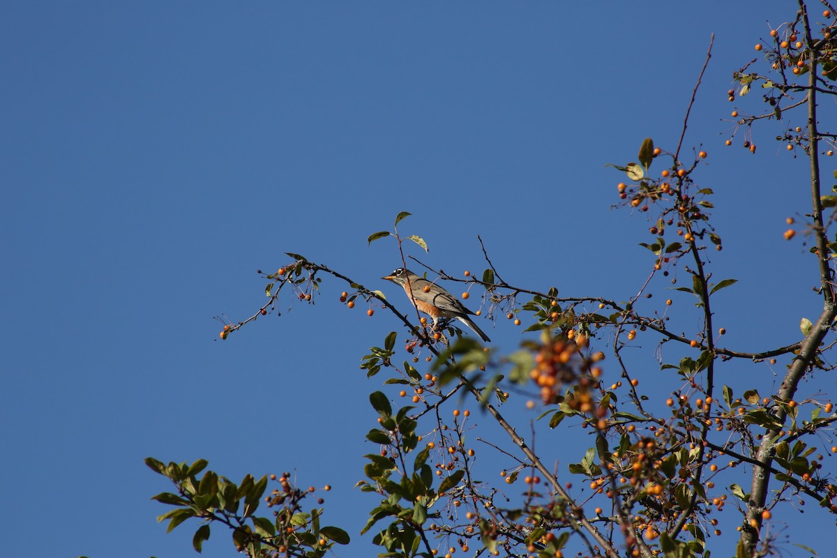 American Robin - ML643893869