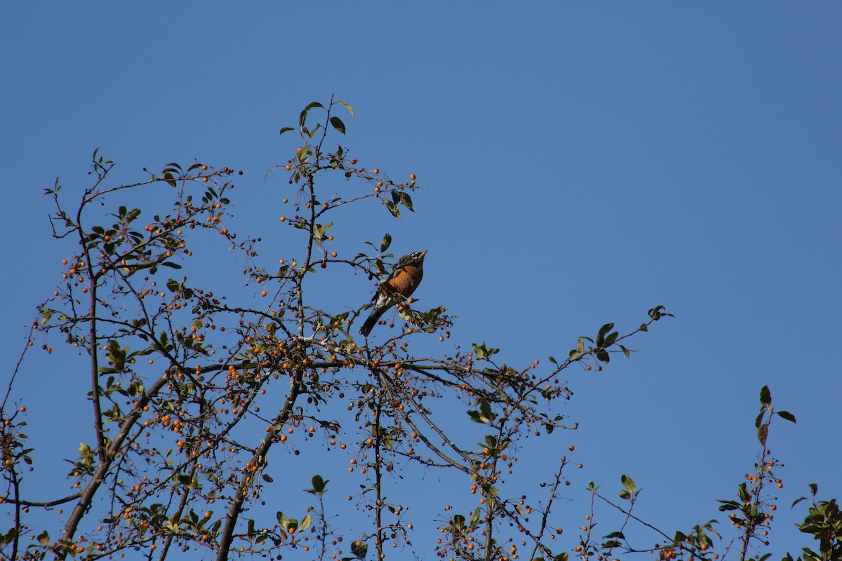 American Robin - ML643893870