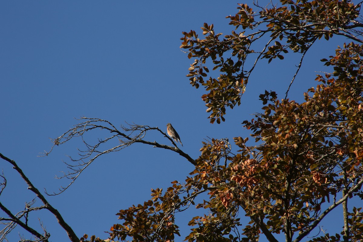 American Robin - ML643893871