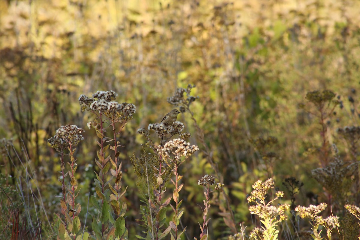 American Goldfinch - ML643893885