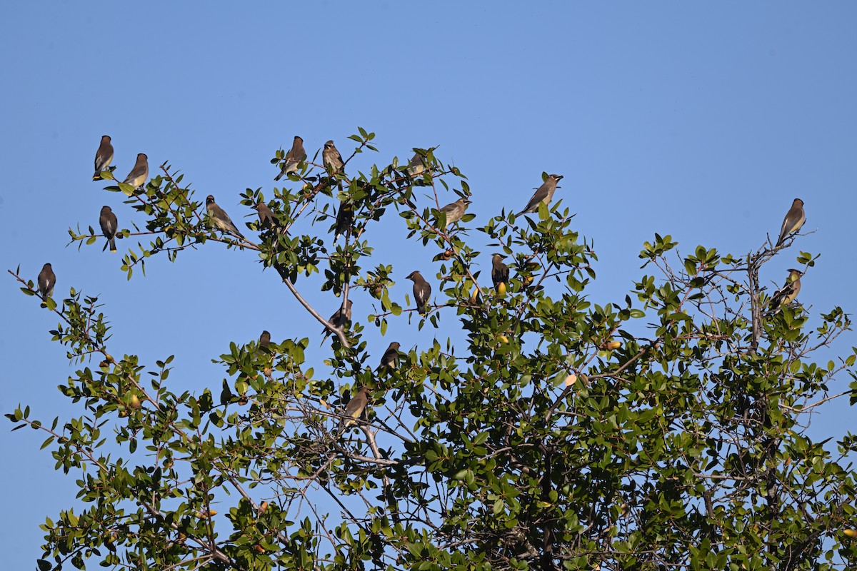 Cedar Waxwing - ML643893896