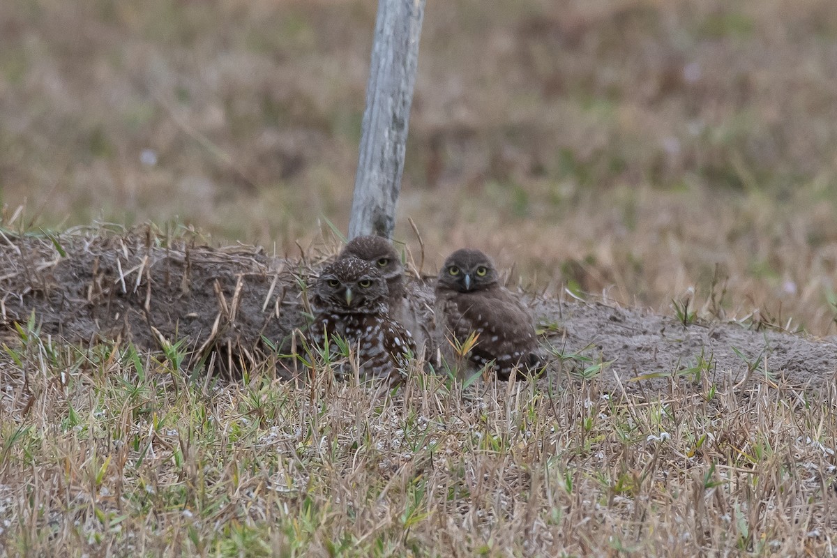 Burrowing Owl (Florida) - ML643893906