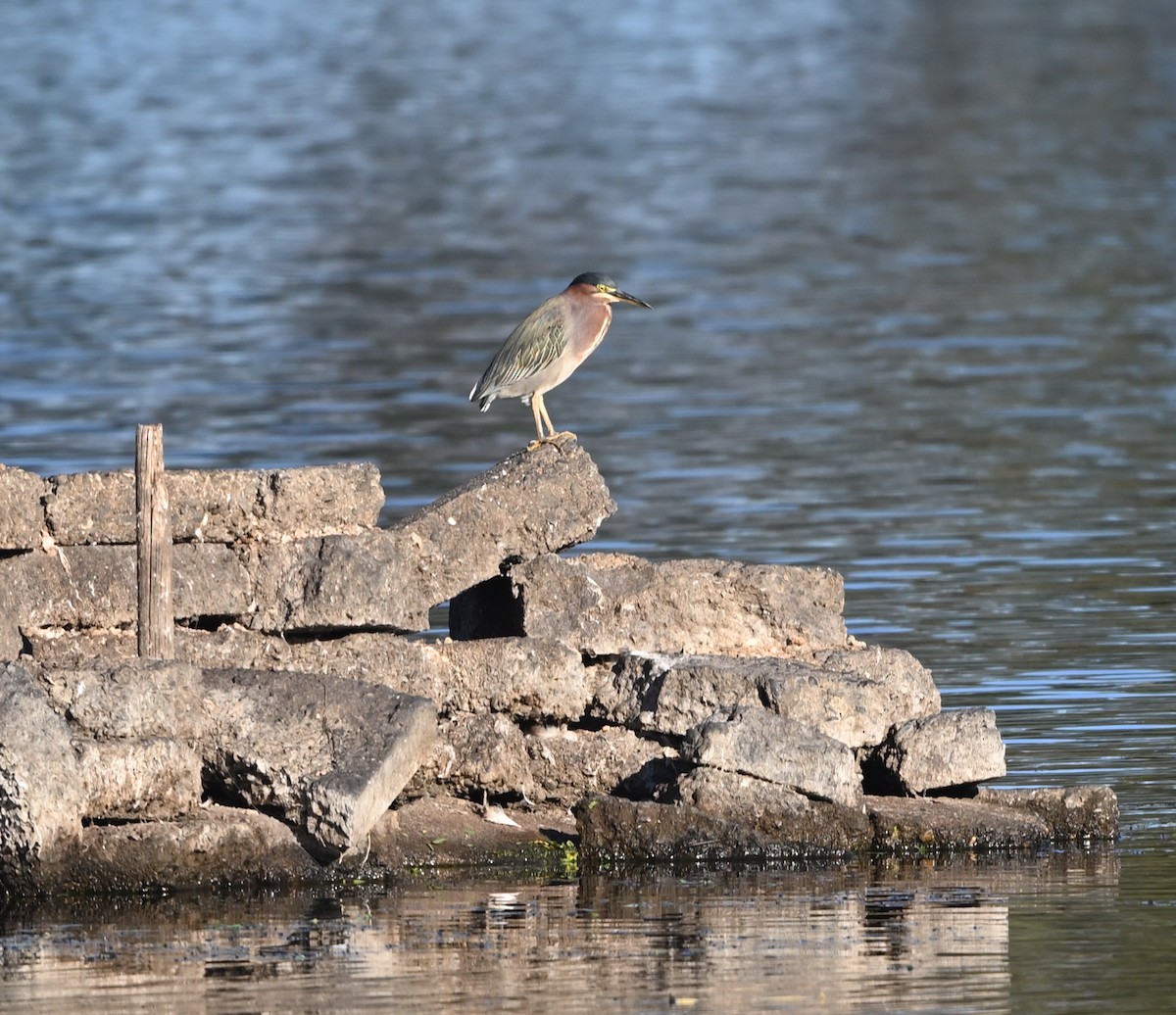 Green Heron - ML643893909