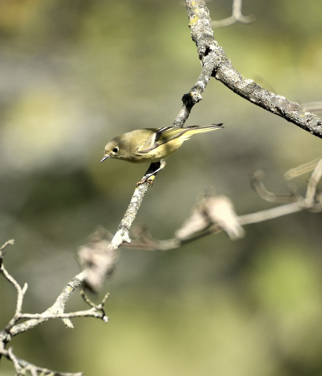 Ruby-crowned Kinglet - ML643893912