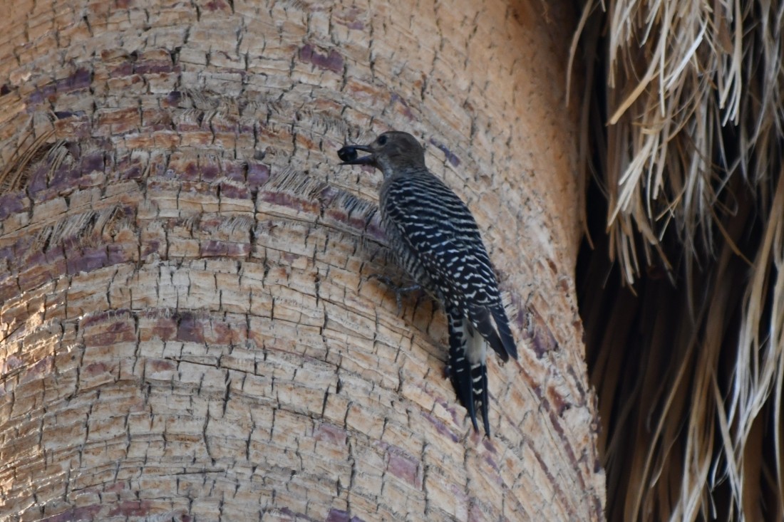 Williamson's Sapsucker - ML643893913