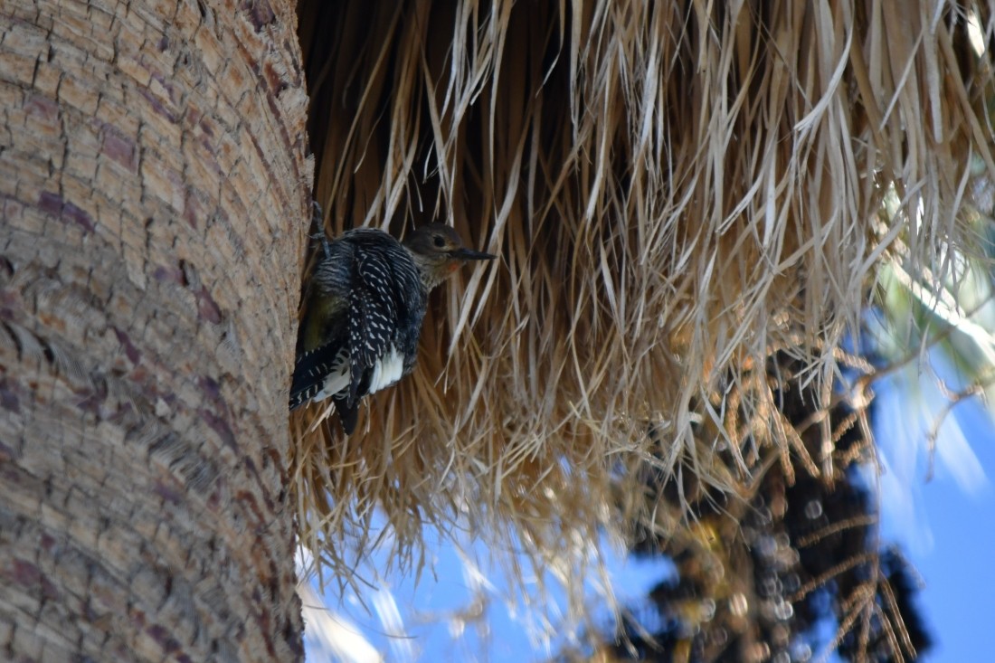 Williamson's Sapsucker - ML643893914