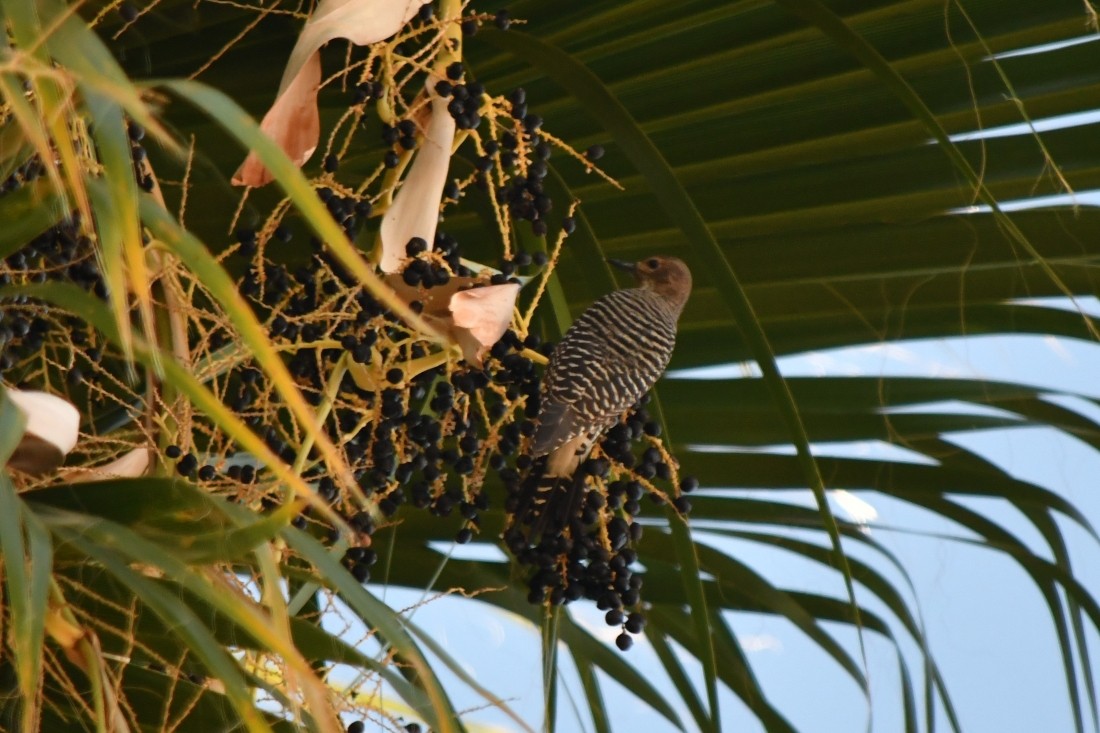 Williamson's Sapsucker - ML643893915