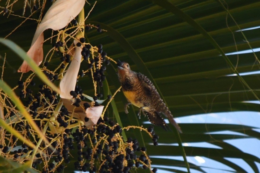 Williamson's Sapsucker - ML643893916
