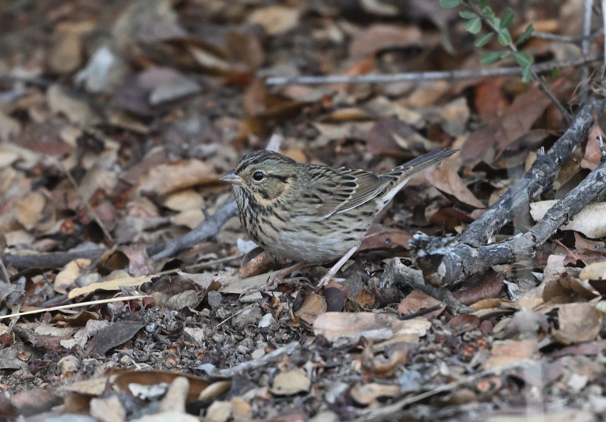 Lincoln's Sparrow - ML643893922
