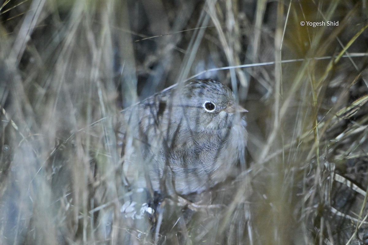 Gray-necked Bunting - ML643893924