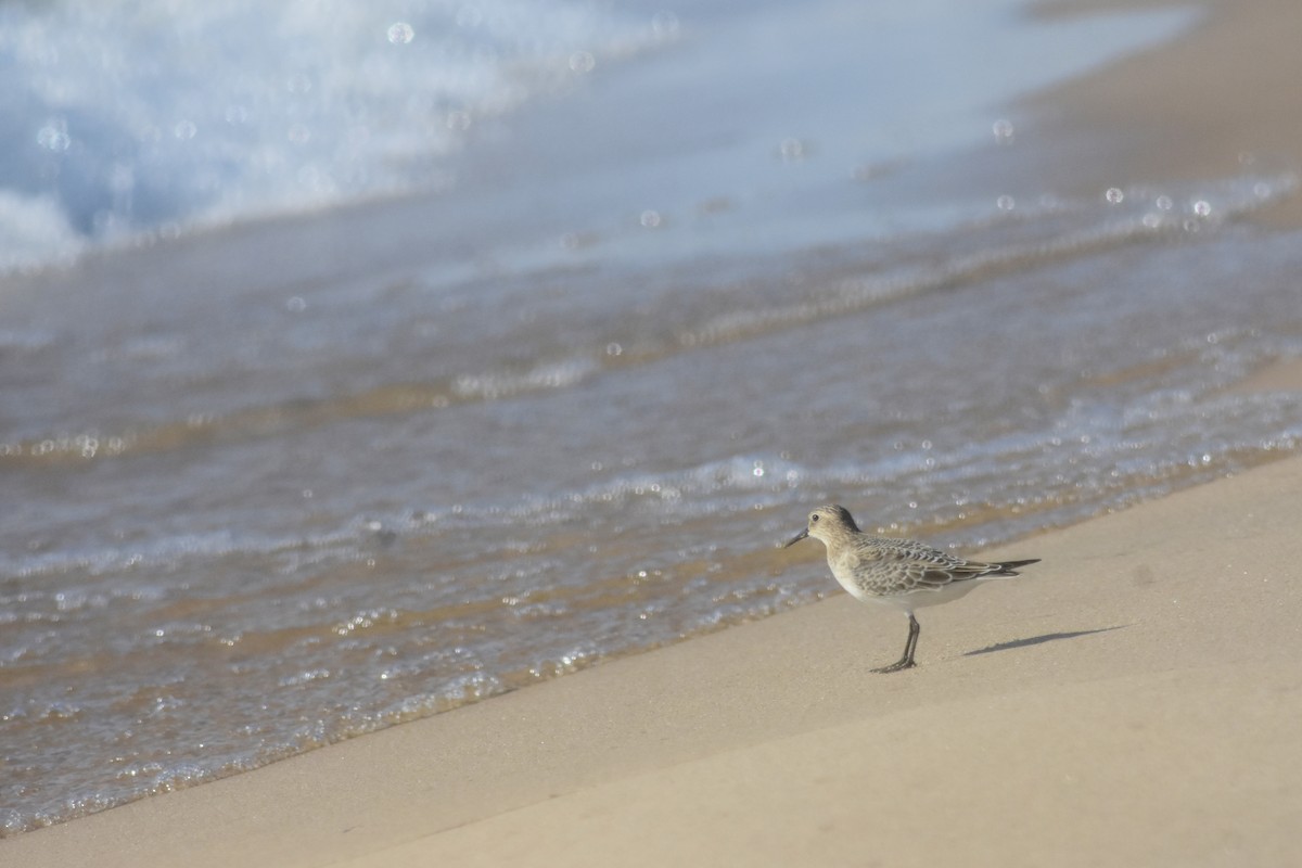 Baird's Sandpiper - ML643893950