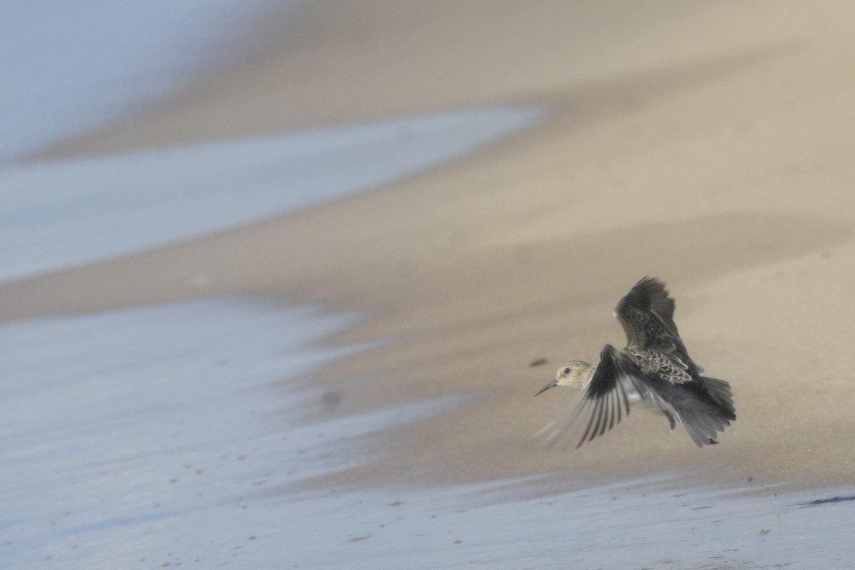 Baird's Sandpiper - ML643893952