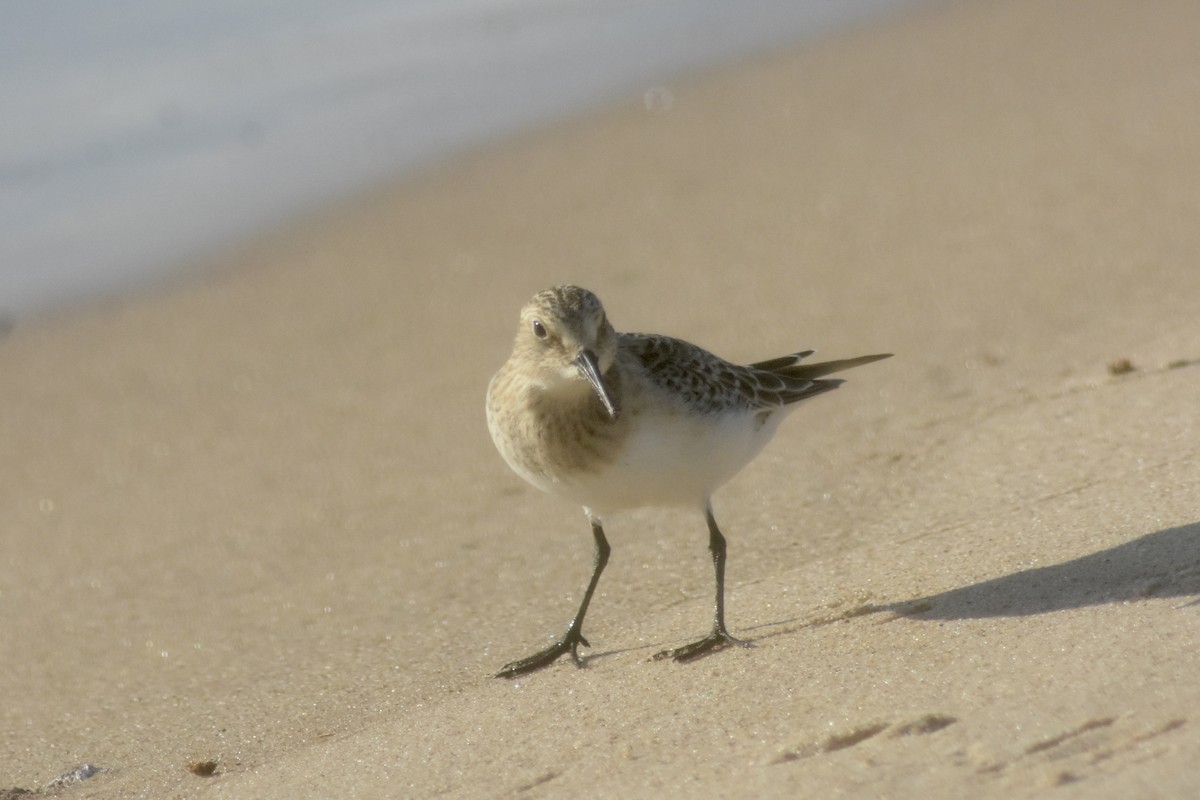 Baird's Sandpiper - ML643893953
