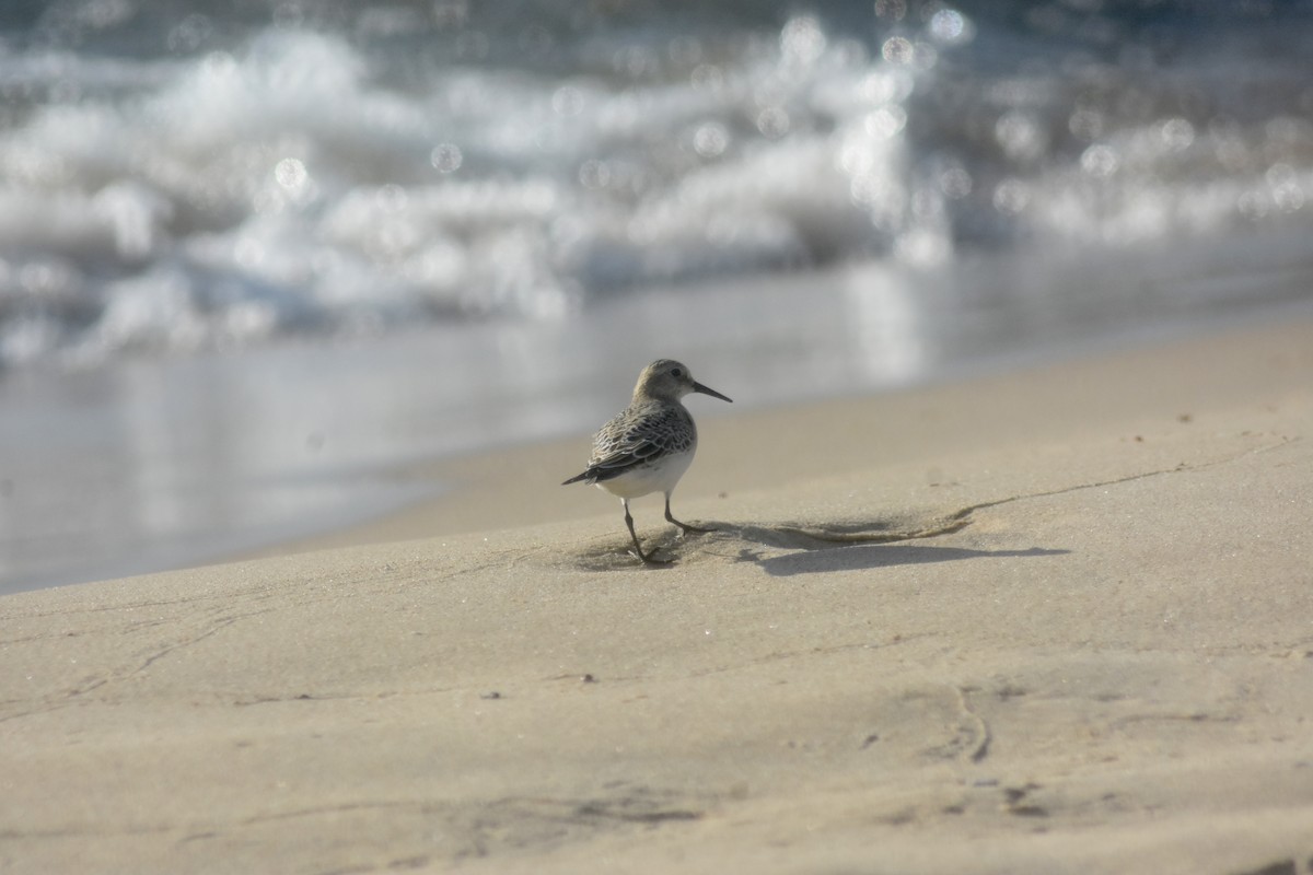 Baird's Sandpiper - ML643893955