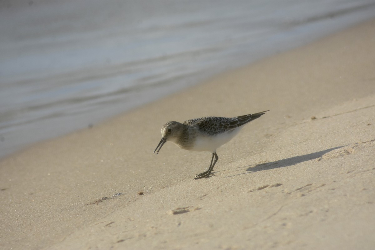 Baird's Sandpiper - ML643893957