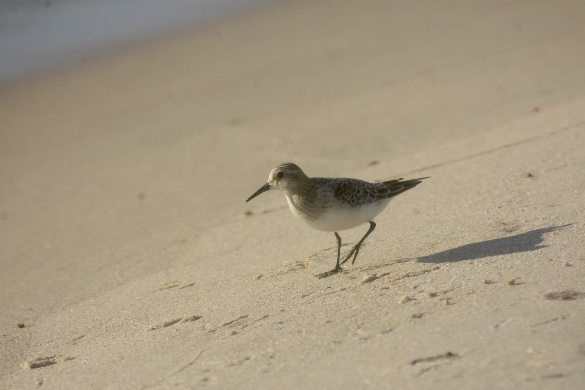 Baird's Sandpiper - ML643893958