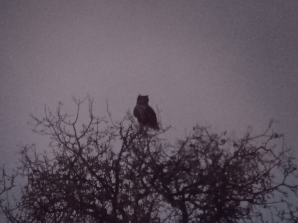 Eurasian Eagle-Owl - ML643893980