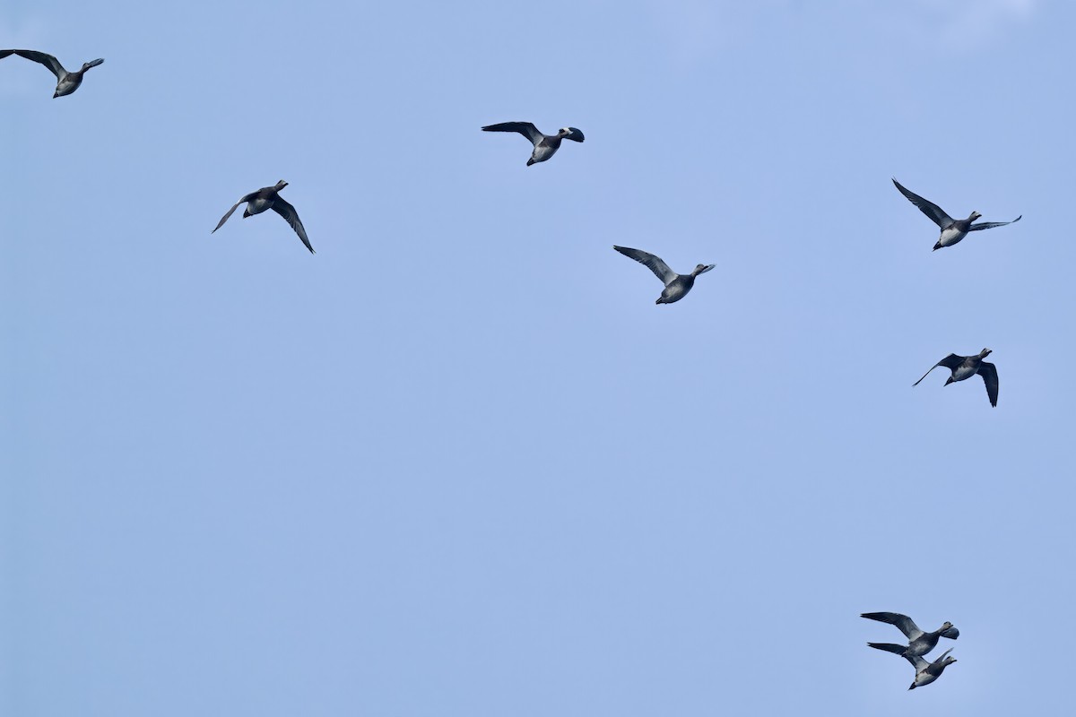American Wigeon - ML643893981