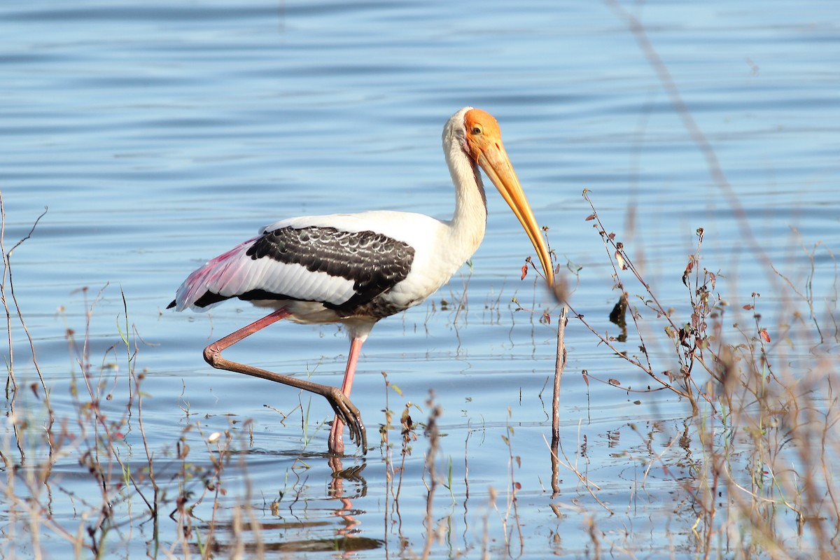 Painted Stork - ML643893986
