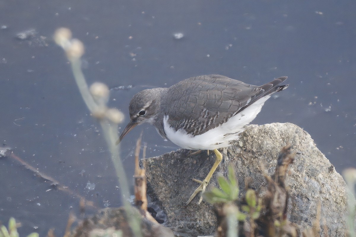Spotted Sandpiper - ML643893987
