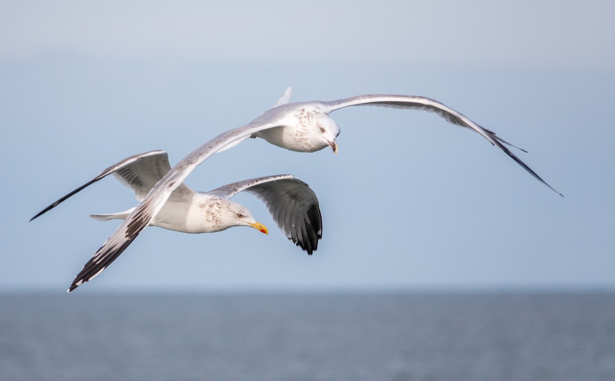 Yellow-legged Gull - ML643893991