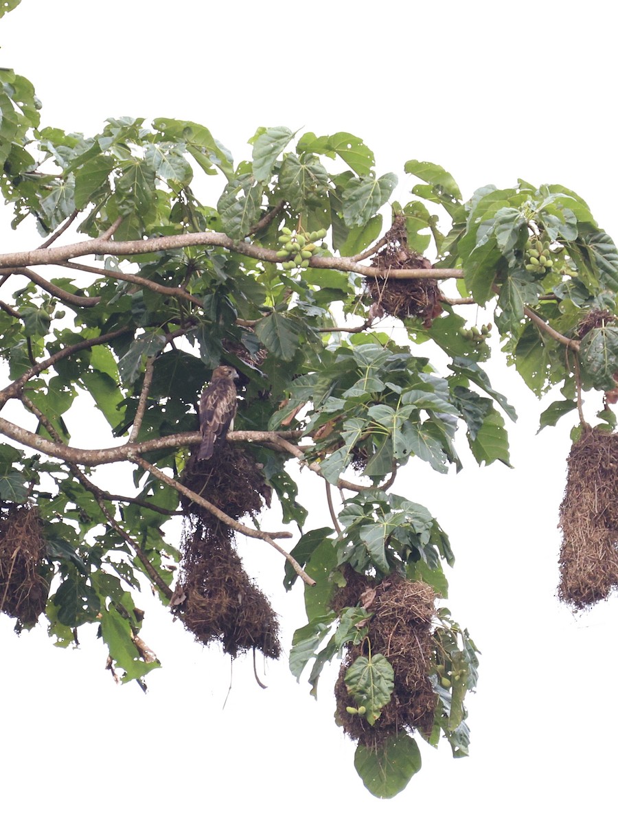 Pygmy Eagle - ML643893993