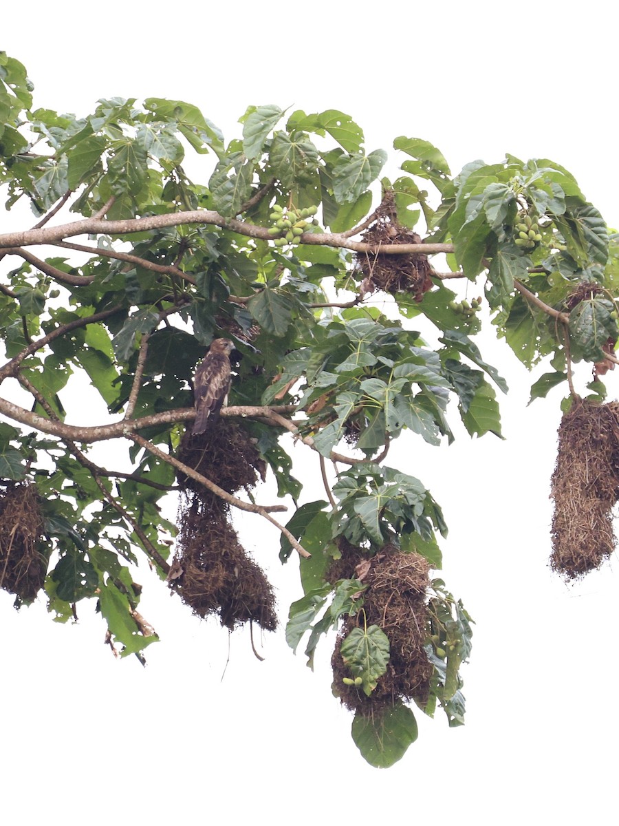 Pygmy Eagle - ML643893994