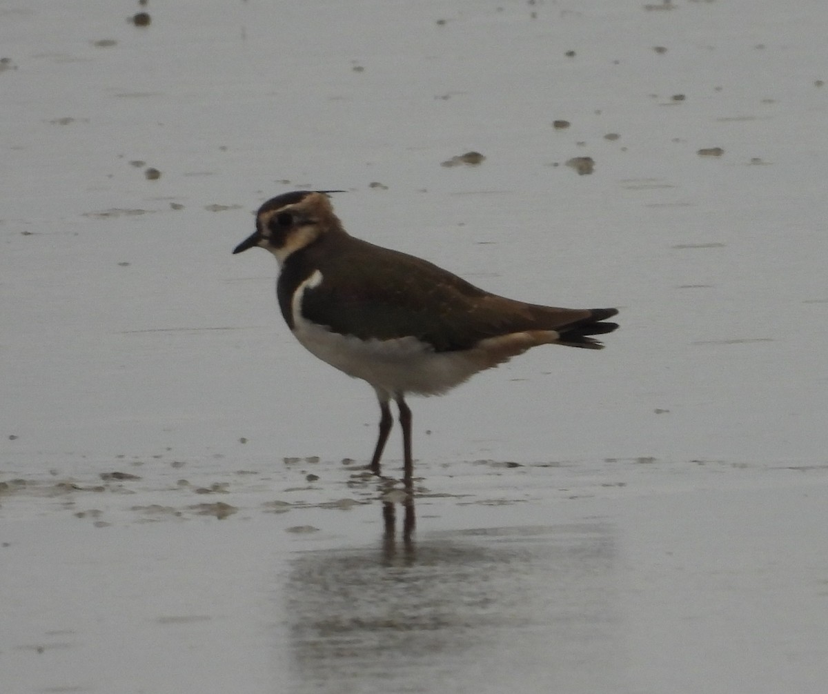 Northern Lapwing - ML643893998