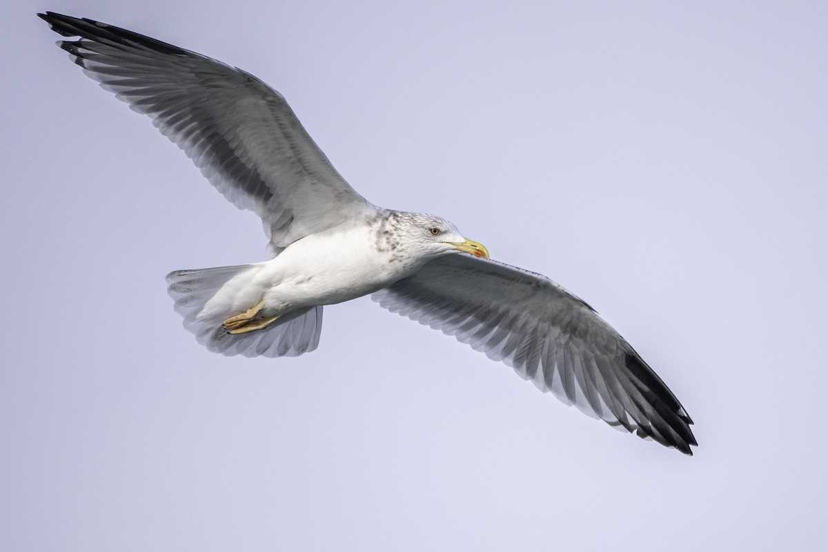 Yellow-legged Gull - ML643894002