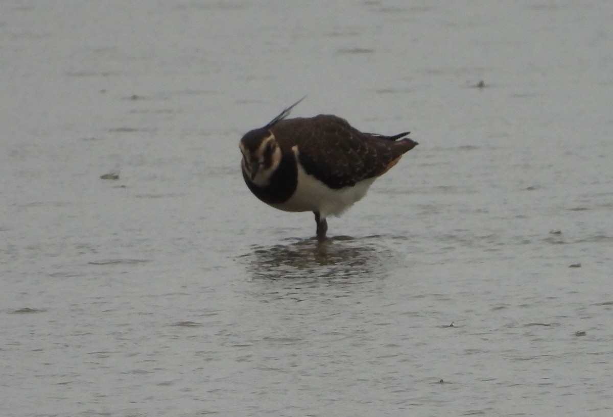 Northern Lapwing - ML643894009