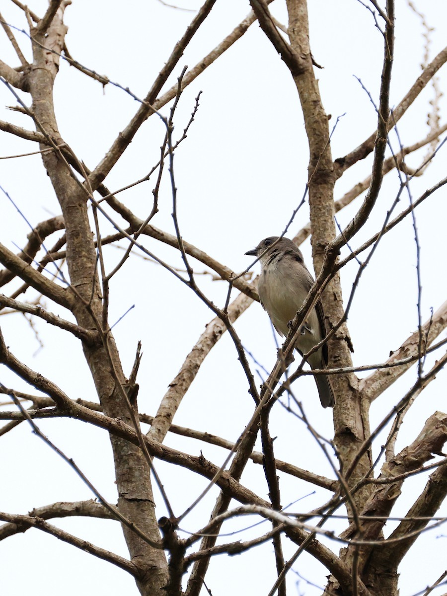 Drab Whistler - ML643894031