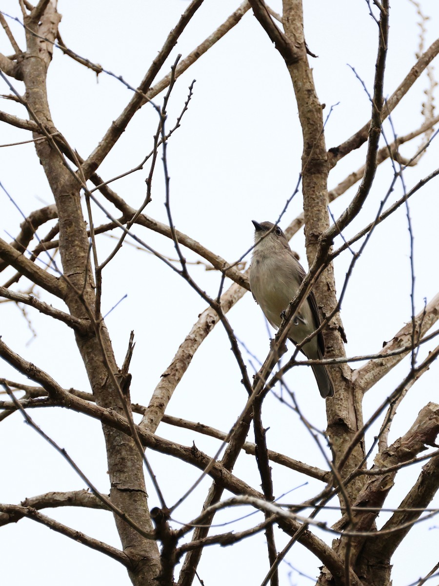 Drab Whistler - ML643894033