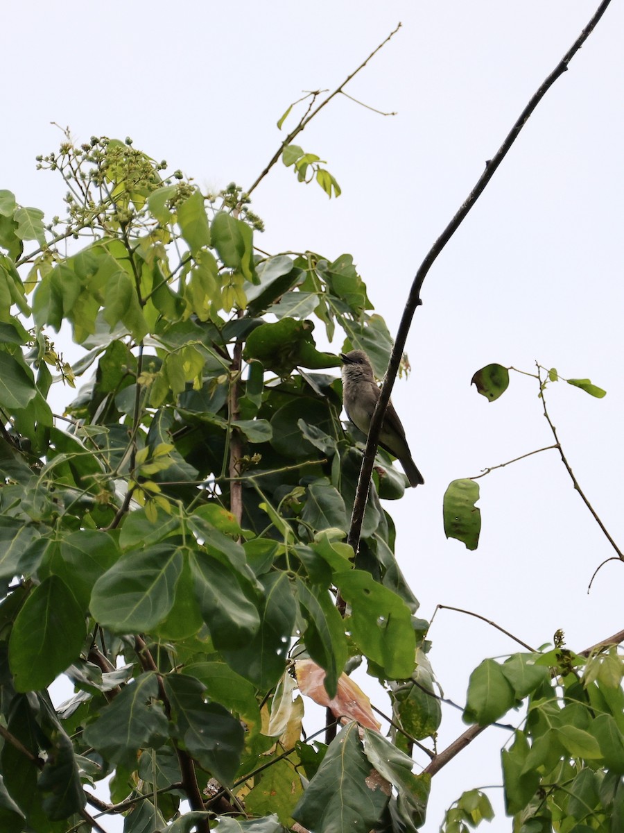 Drab Whistler - ML643894034