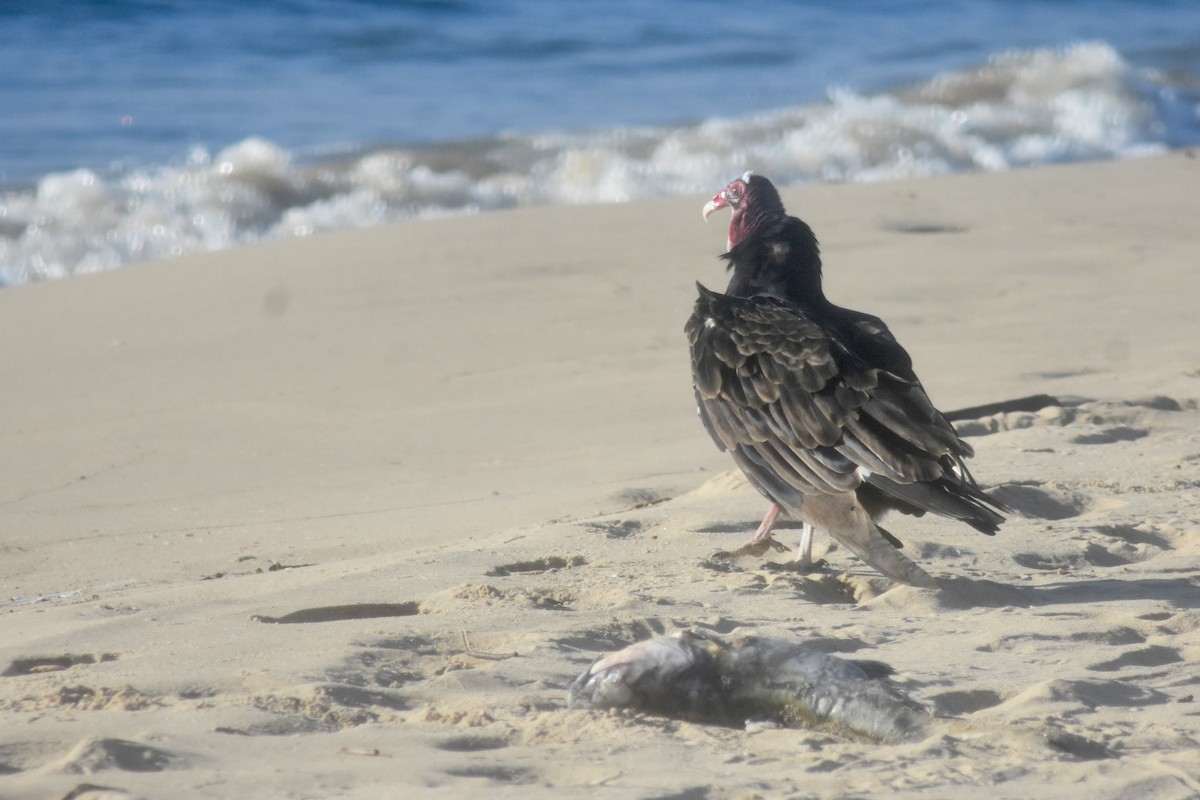 Turkey Vulture - ML643894042