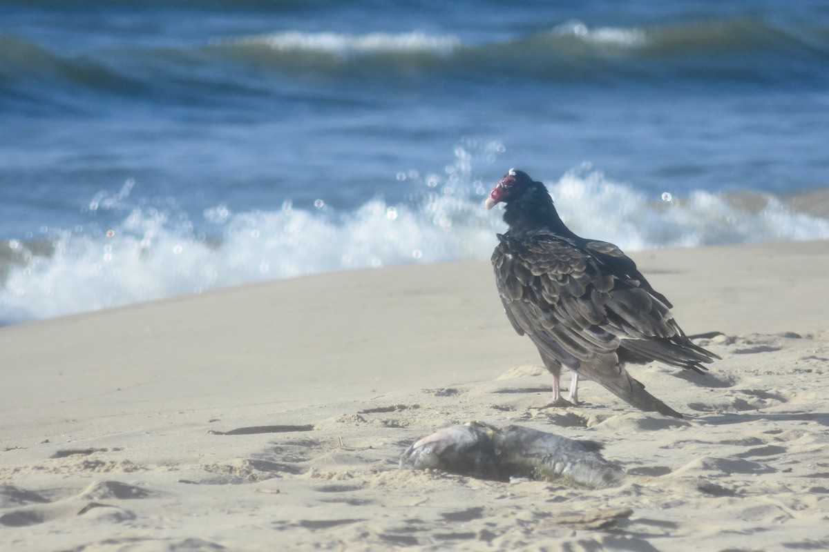 Turkey Vulture - ML643894043
