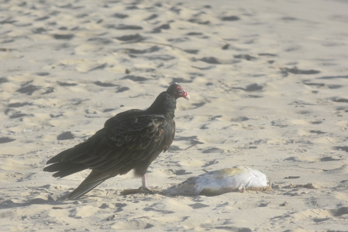 Turkey Vulture - ML643894044
