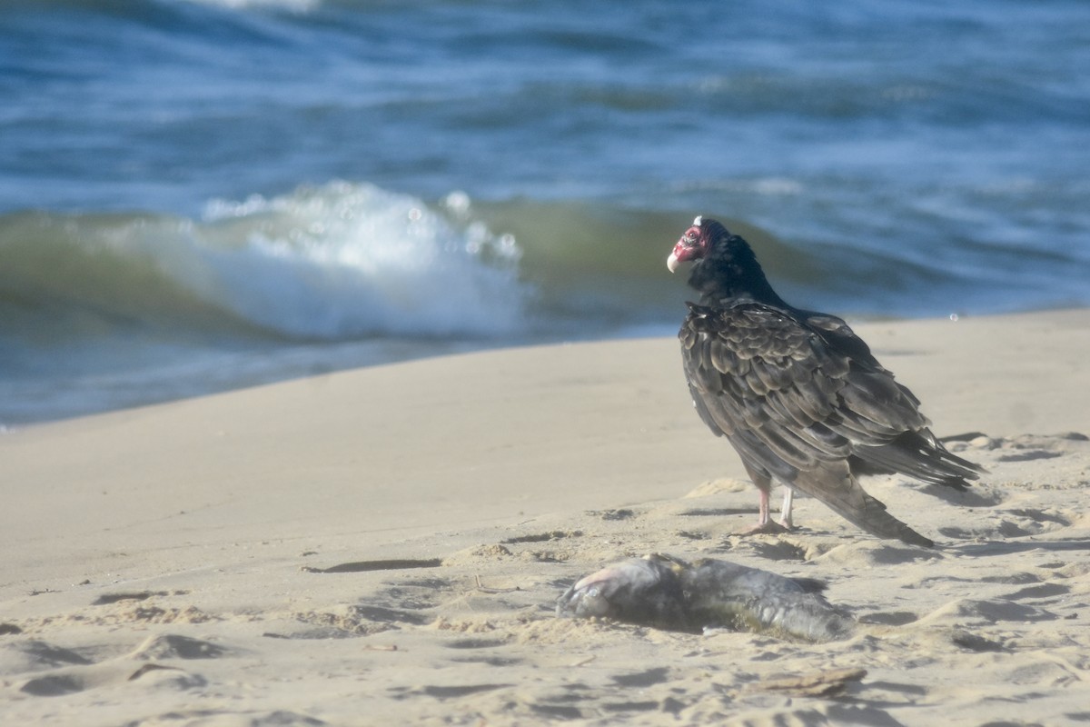 Turkey Vulture - ML643894045