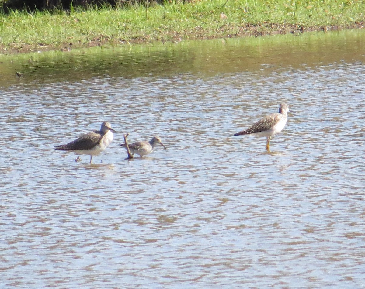 Stilt Sandpiper - ML643894046