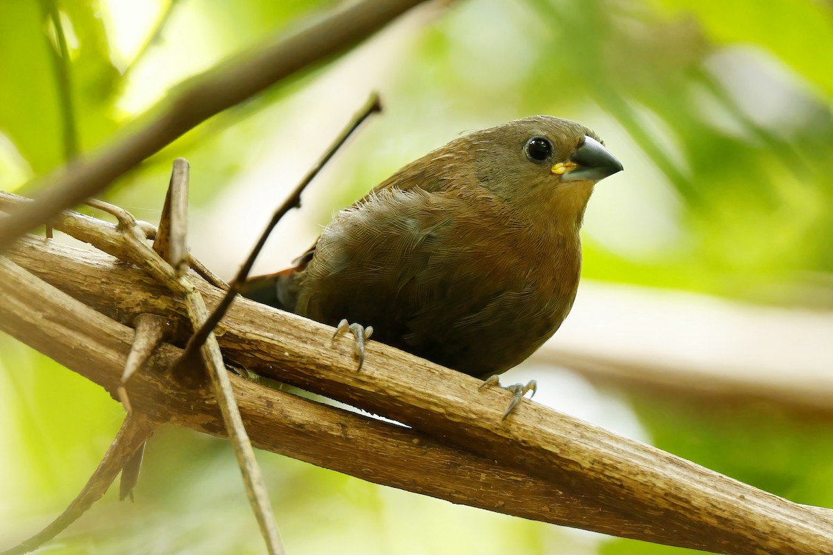 Red-faced Crimsonwing - ML643894061
