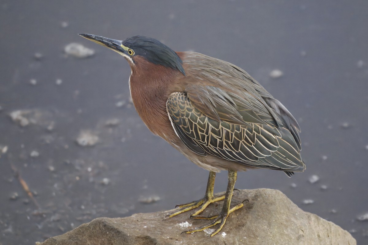 Green Heron - ML643894062