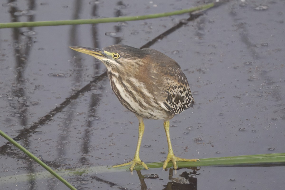 Green Heron - ML643894063