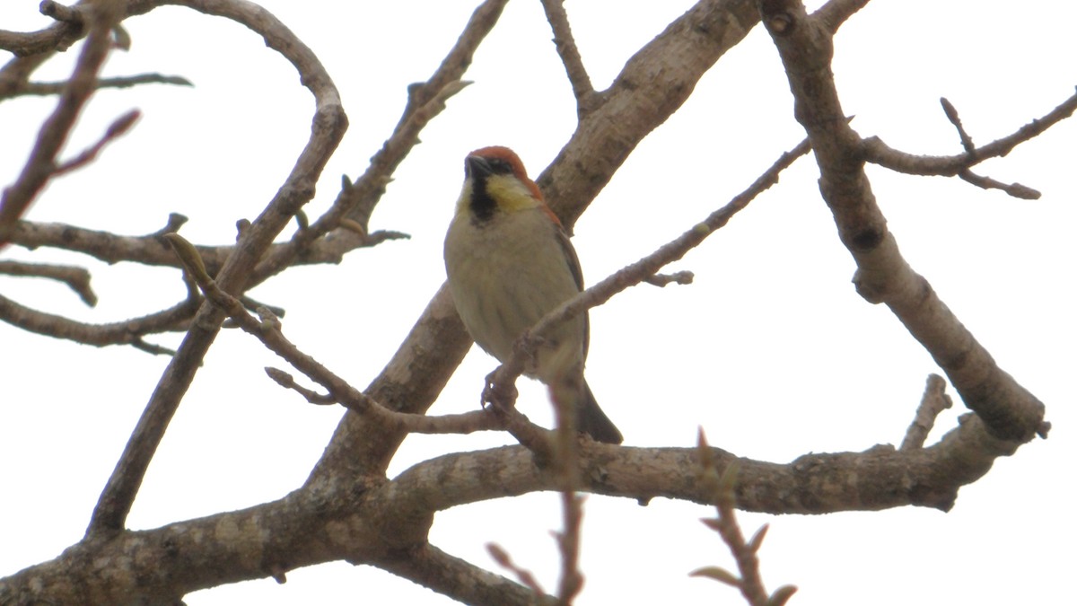Russet Sparrow - ML643894065