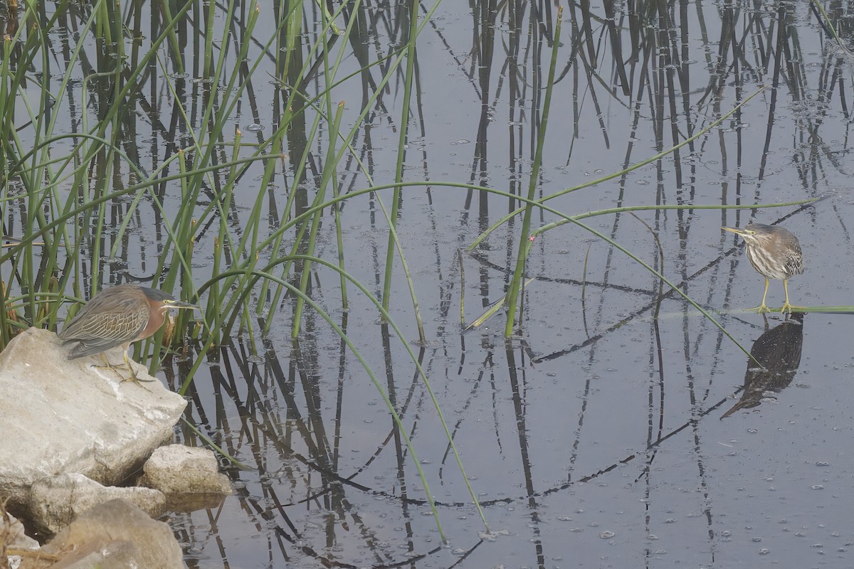 Green Heron - ML643894067