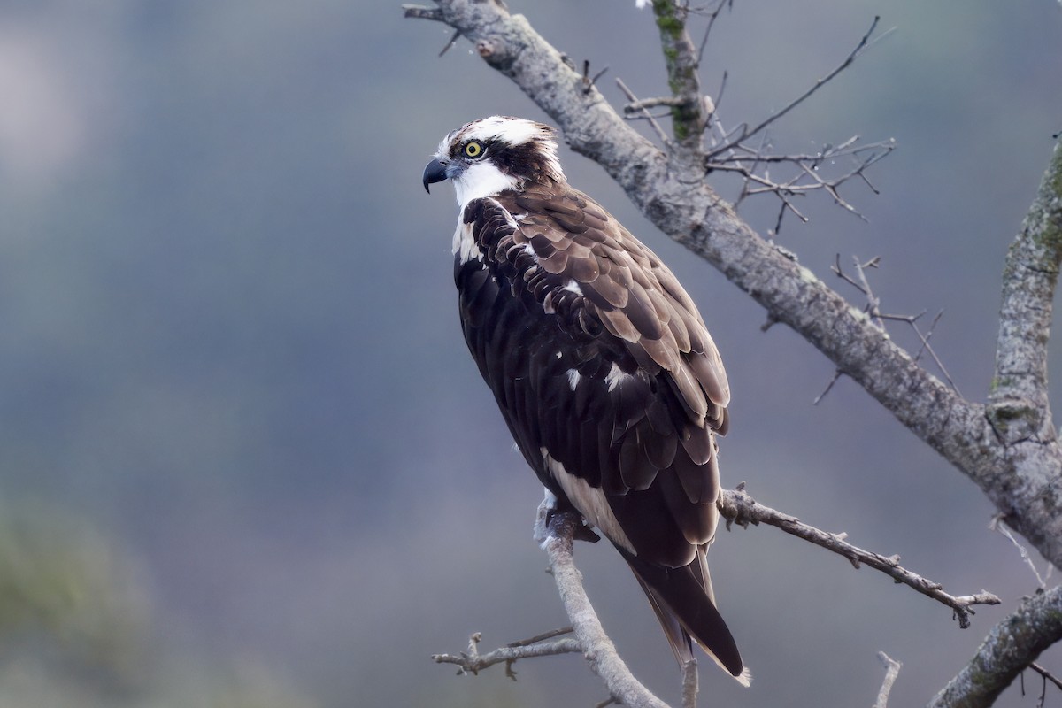 Osprey - ML643894073
