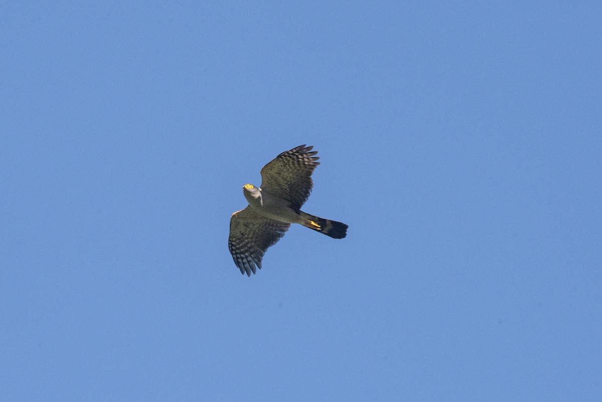 Bicolored Hawk - ML643894075